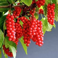 Саджанець Лимонник китайський в контейнері